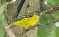 Crithagra hyposticta