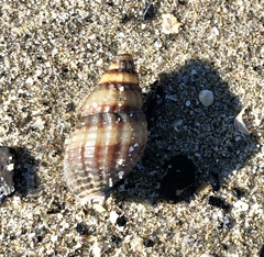 Tritia reticulata