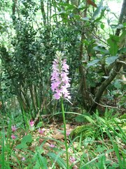 Dactylorhiza maculata