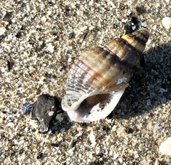 Tritia reticulata