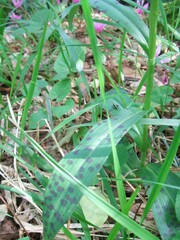 Dactylorhiza maculata