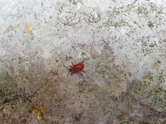 Lilioceris merdigera