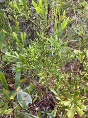 Exocarpos neocaledonicus