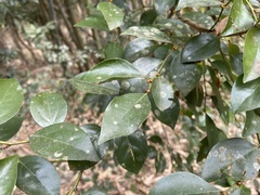 Lindera akoensis