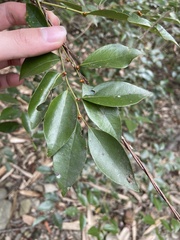 Lindera akoensis