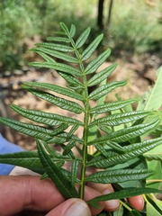 Erythrophysa transvaalensis