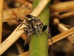 Bianor balius