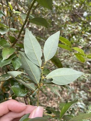 Lindera akoensis