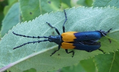 Desmocerus palliatus