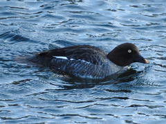 Bucephala clangula