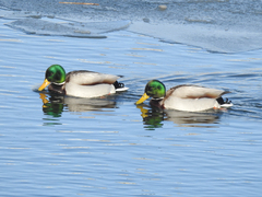 Anas platyrhynchos