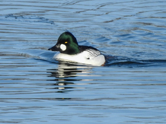 Bucephala clangula