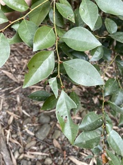 Lindera akoensis
