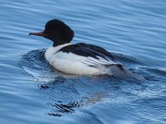 Mergus merganser merganser