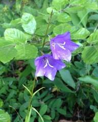 Campanula persicifolia