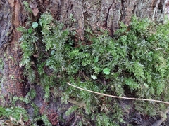 Plagiomnium undulatum