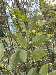 Lindera akoensis