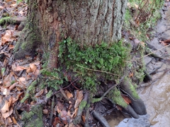 Plagiomnium undulatum