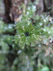 Plagiomnium undulatum