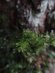 Plagiomnium undulatum