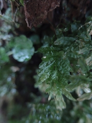 Plagiomnium undulatum