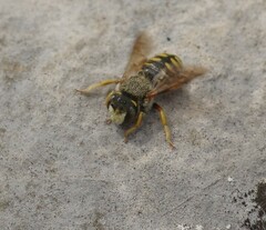 Anthidium