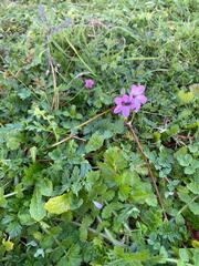 Erodium cicutarium