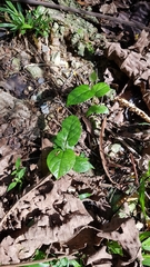 Aristolochia acuminata