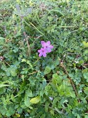 Erodium cicutarium