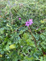 Erodium cicutarium