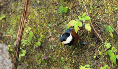 Sittiparus castaneoventris