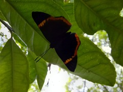 Riodina lycisca