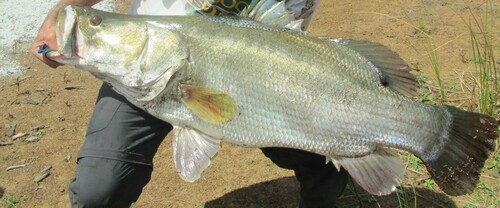 Nile Perch
