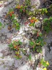 Euphorbia cyathophora image