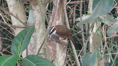 Pomatorhinus musicus