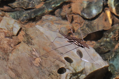 Aquarius ventralis