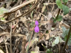 Hypoestes cumingiana