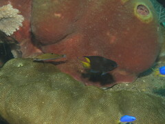 Neopomacentrus violascens