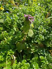 Lamium purpureum
