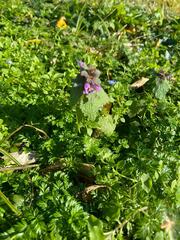 Lamium purpureum