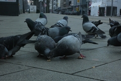 Columba livia domestica