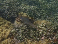 Sepioteuthis australis