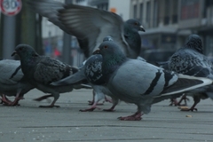 Columba livia domestica