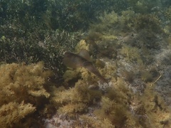 Sepioteuthis australis