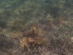 Sepioteuthis australis