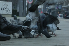 Columba livia domestica