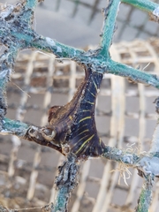 Calliactis parasitica