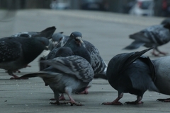 Columba livia domestica