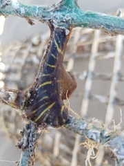 Calliactis parasitica