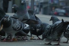 Columba livia domestica